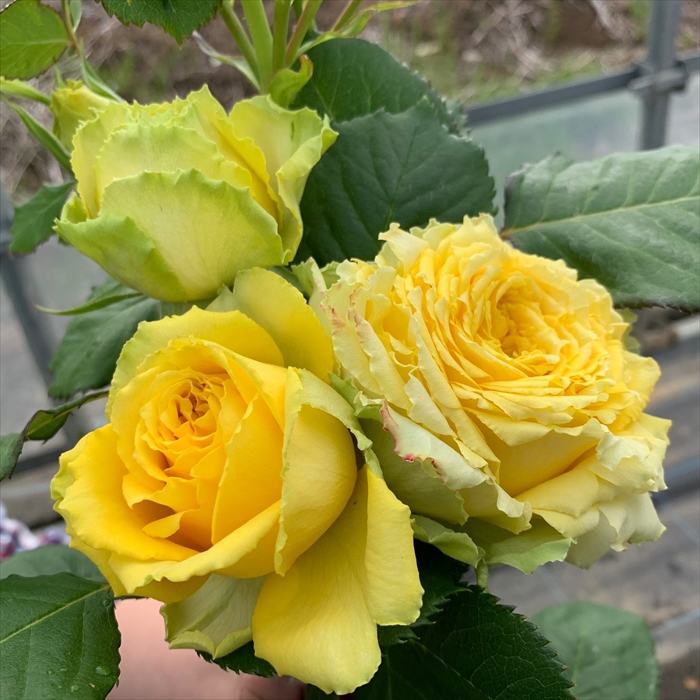 楽天市場】予約販売 バラ苗 バラ大苗 イングリッシュローズ ジェームズ