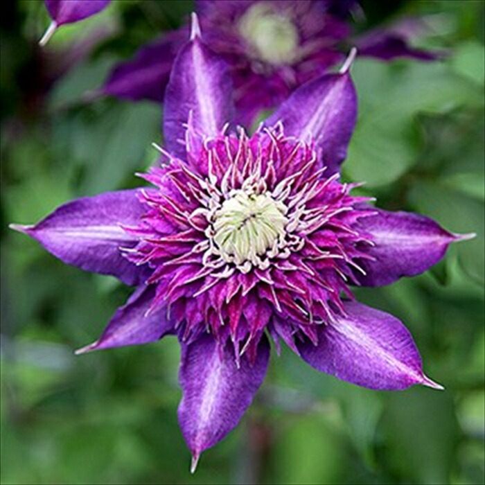 楽天市場】予約販売 クレマチス 苗 クリオネ テキセンシス ビオルナ系