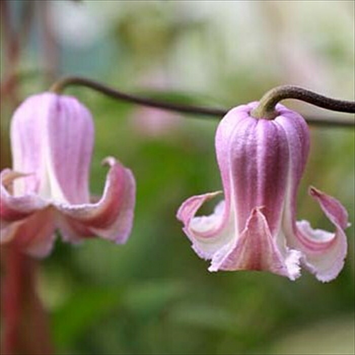 楽天市場】予約販売 クレマチス 苗 アディソニー ヴィオルナ系 杉本