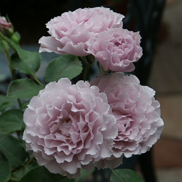 和薔薇大き苗 楽天市場】予約販売 バラ苗 バラ大苗 京阪園芸 ラプティット