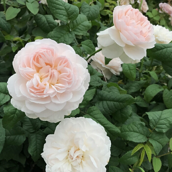 楽天市場】予約販売 バラ苗 バラ大苗 京阪園芸 あきつしま 四季咲き