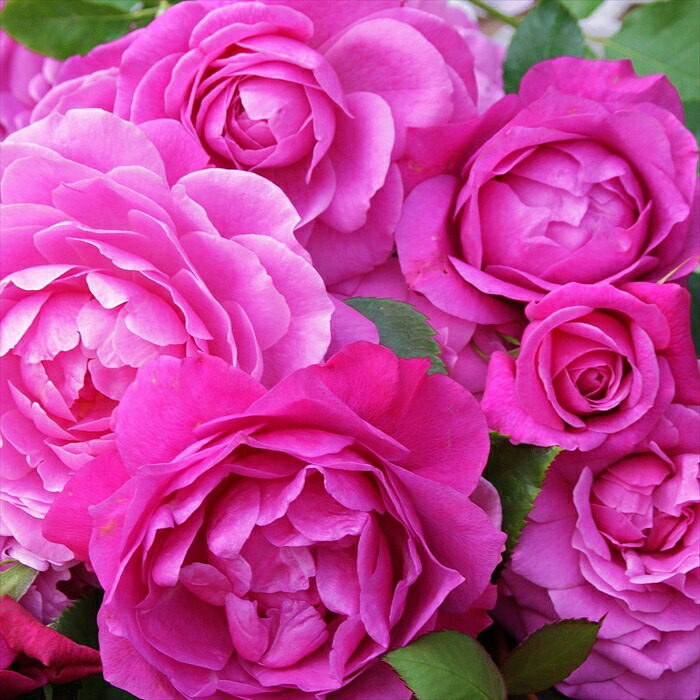 朝比野文雄　10号薔薇 朝比野文雄 10号薔薇 朝比野文雄 10号薔薇 バラ苗