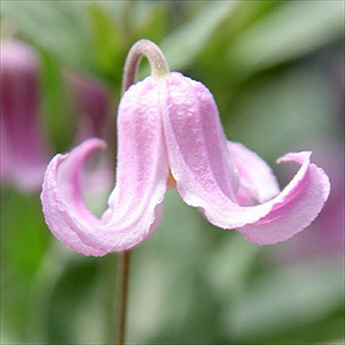 楽天市場】予約販売 クレマチス 苗 ソシアリス インテグリフォリア系