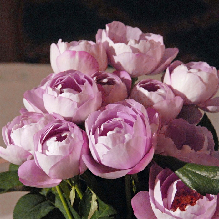 楽天市場】予約販売 バラ苗 バラ大苗 京阪園芸 あきつしま 四季咲き