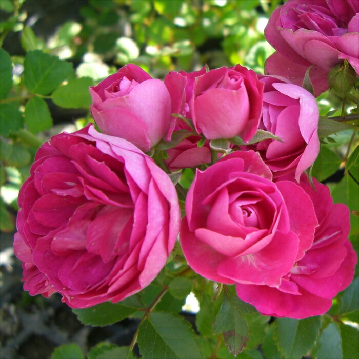 薔薇　バラ 楽天市場】予約販売 バラ 苗 バラ 新苗 確実園 花宴 四季咲き