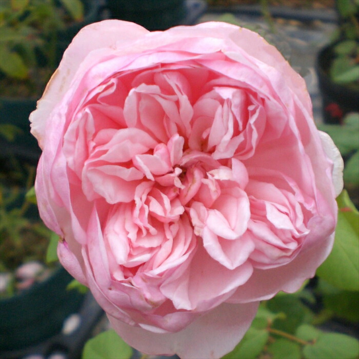 ♡Lokelani様♡ご確認用 バラ苗 バラの苗｜タキイネット通販【公式】