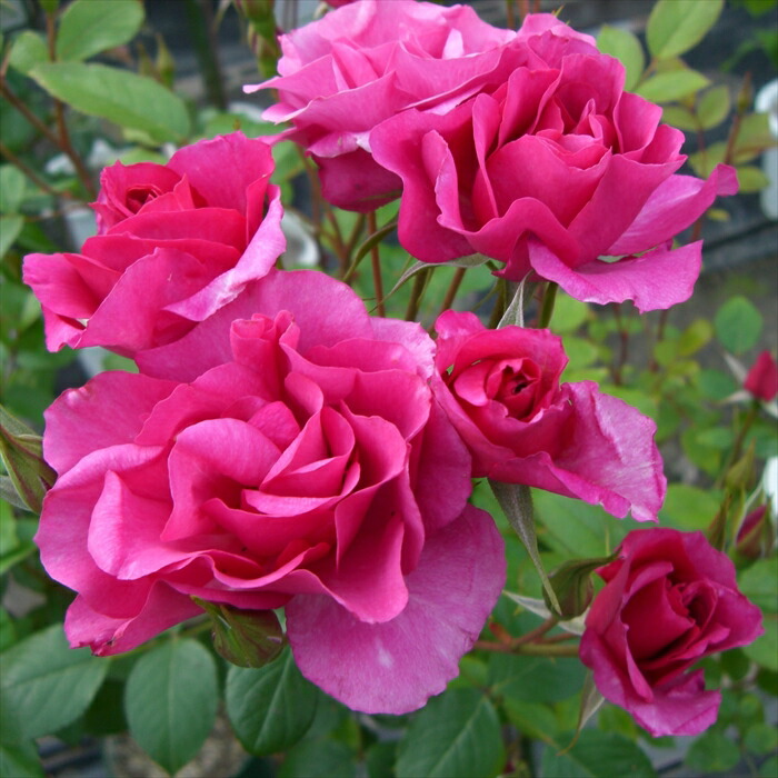 絶品　薔薇開花苗 楽天市場】予約販売 バラ 苗 バラ 新苗 確実園 花宴 四季咲き