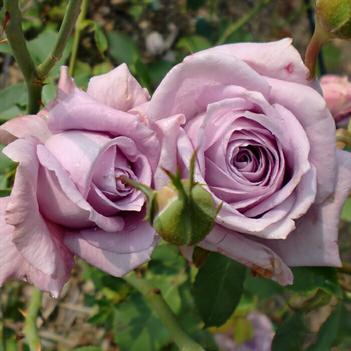 楽天市場】予約販売 バラ 苗 バラ 新苗 寺西コレクション エレガンス