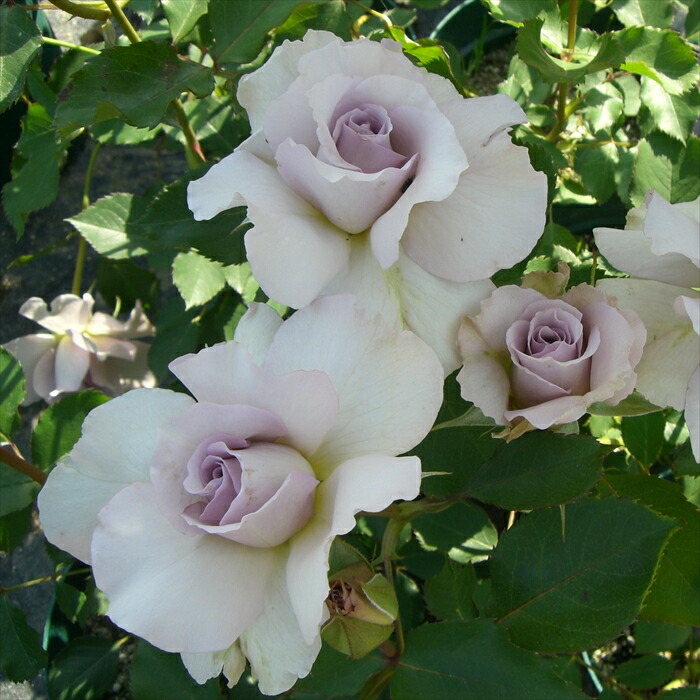 楽天市場】予約販売 バラ苗 バラ大苗 確実園 フェアリーボタン