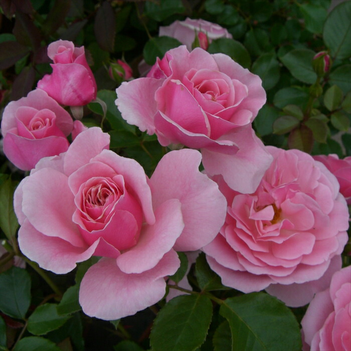 湖に咲く薔薇 R BSC26-045 3枚セット 駿河屋 - 【買取】BSC26-045[R]：湖に咲く薔薇（バトルスピリッツ）