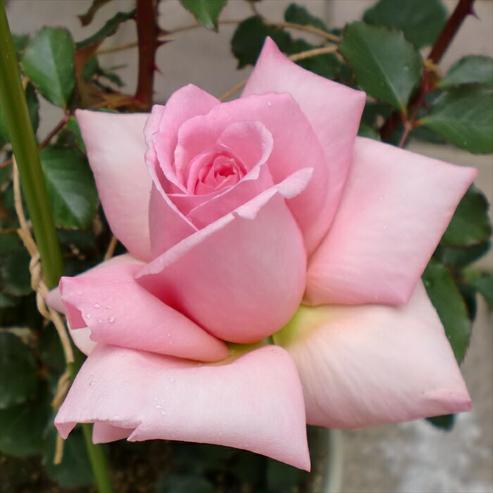 楽天市場】予約販売 バラ 苗 バラ 新苗 寺西コレクション ブルー