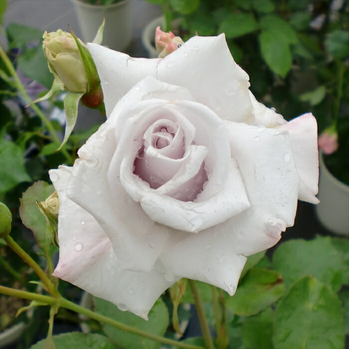 切り花品種 アイポリー 四季咲きバラ苗 挿し木苗 切り花品種 アイポリー 四季咲きバラ苗 挿し木苗 切り花品種