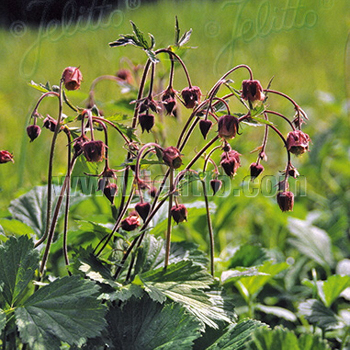 楽天市場】多肉植物 caエリオスペルマム パラドクサム グリーン