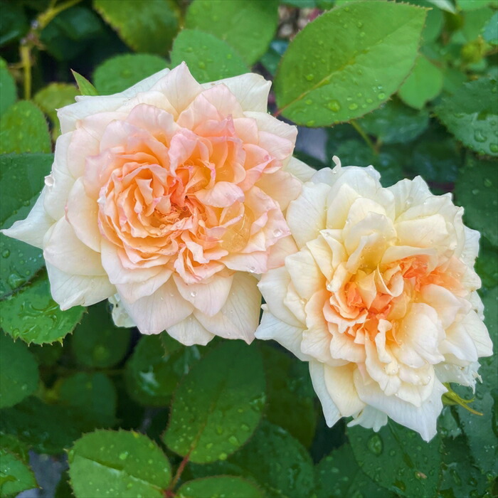 楽天市場】【まもなく締め切り】 予約販売 バラ 苗 バラ 新苗 京阪園芸