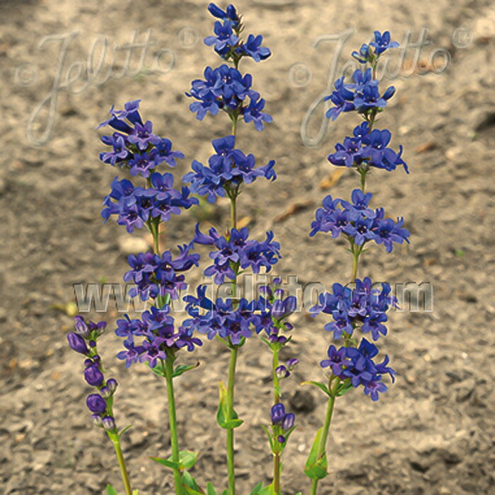 楽天市場】予約販売 ダリア 苗 銅葉ぷちダリア フレディー 10.5cm