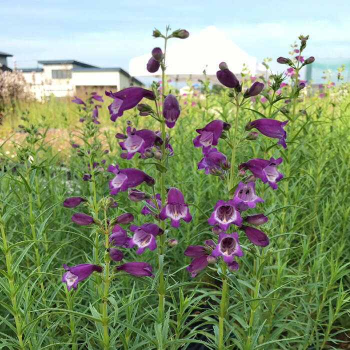 楽天市場】予約販売 ダリア 苗 銅葉ぷちダリア ピーチラバーズ 10.5cm