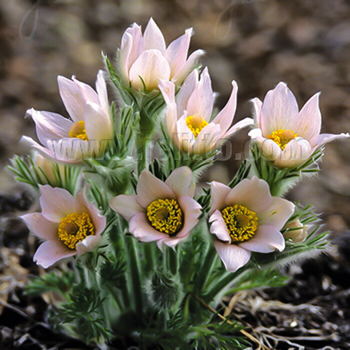 楽天市場】予約販売 ダリア 苗 銅葉ぷちダリア ピュアリップ 10.5cm