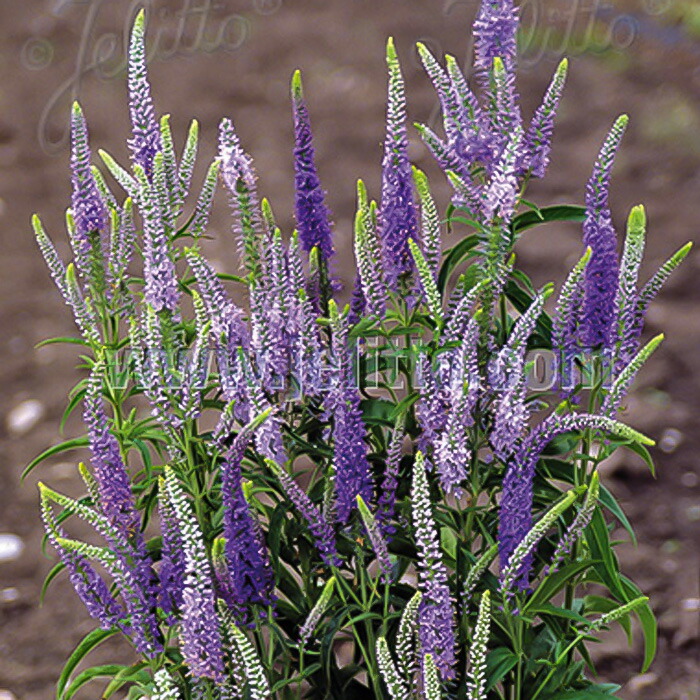 楽天市場】予約販売 ダリア 苗 銅葉ぷちダリア ピーチラバーズ 10.5cm