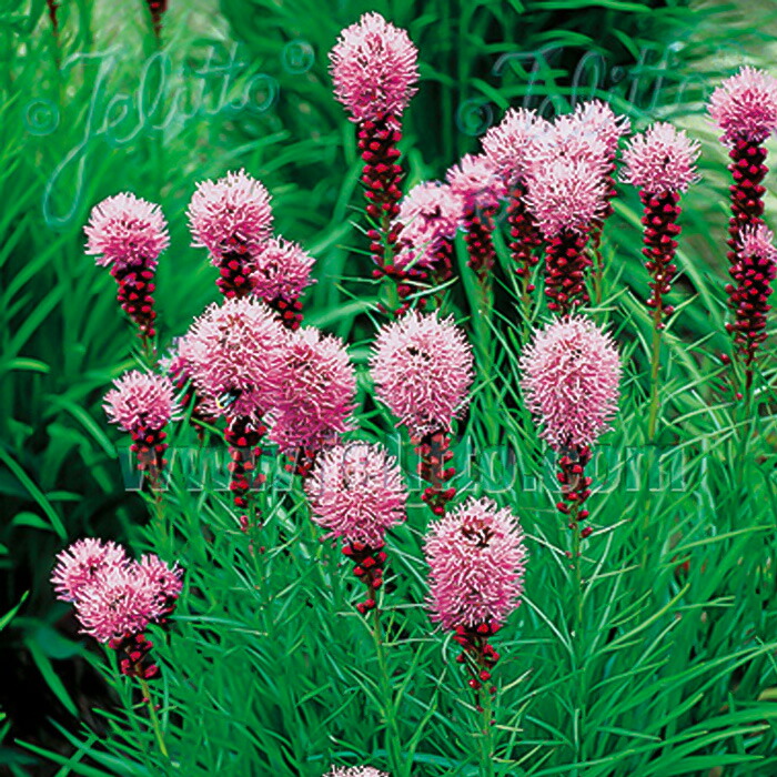 オルトゥーニョ、花陰のテーブル、希少画版より、 新品高級額付 Odilon Redon（オディロン ルドン） 花に囲まれた二人の少女