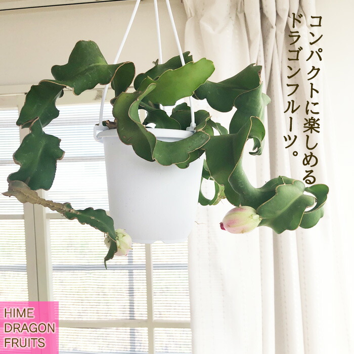 楽天市場】NEW!【現品・現物】エピフィルム・グアテマレンシス 7号吊鉢