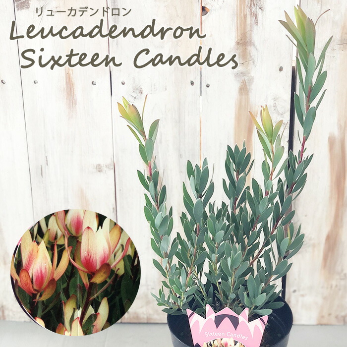 楽天市場】リューカデンドロン ゾーイ 5号鉢 Zoe オージー