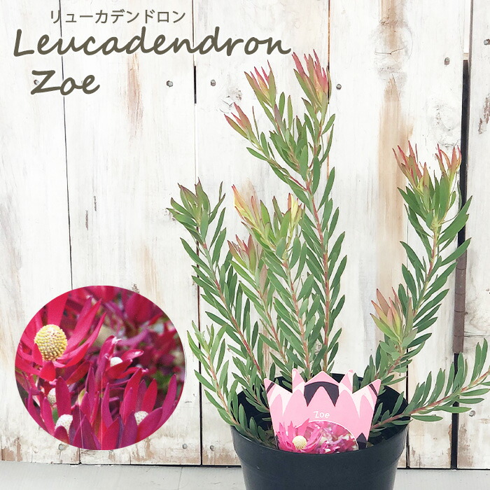 楽天市場】苗 鉢花 観葉植物：リューカデンドロン*各種選べます 5号