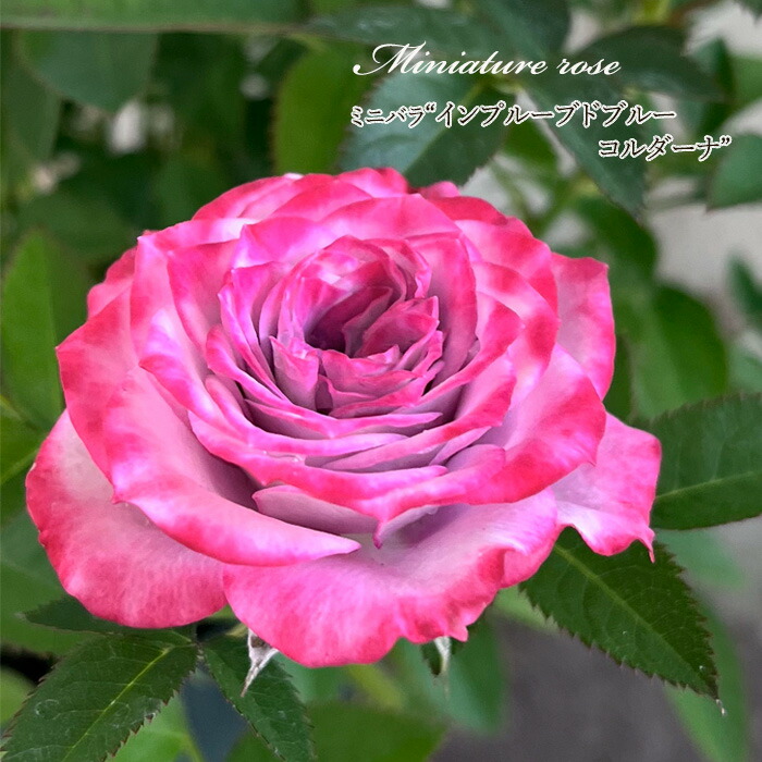 楽天市場】予約販売 ミニバラ トロピカルサンセット 3号ポット