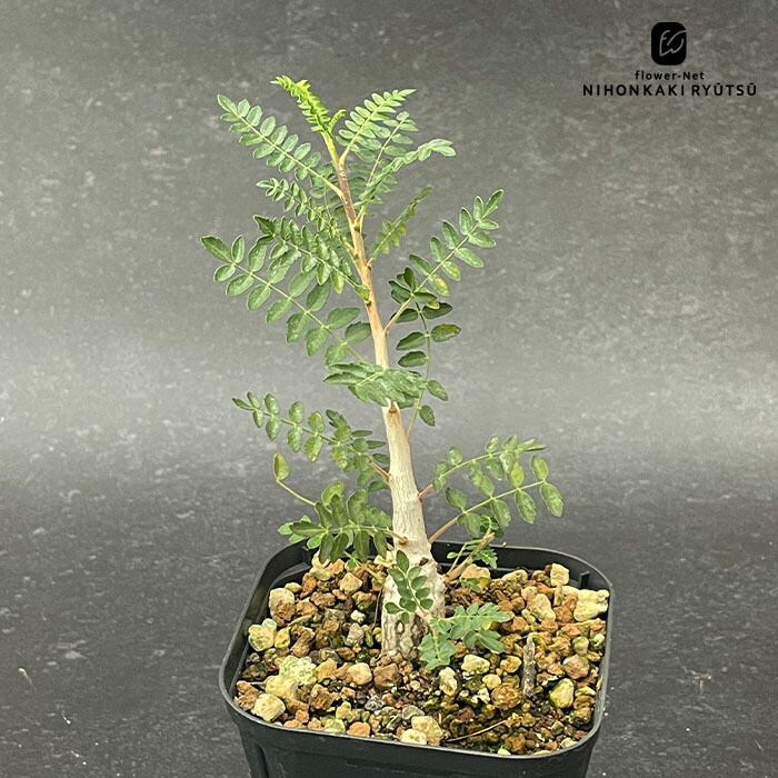 楽天市場】多肉植物 caドルステニア ギガス 実生苗 送料無料