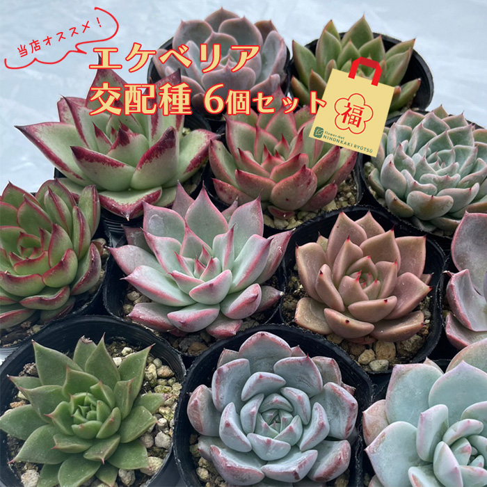 楽天市場】多肉植物 skエケベリア マディバ 多肉植物 エケベリア 楽天市場】多肉植物 skエケベリア マディバ 多肉植物 エケベリア