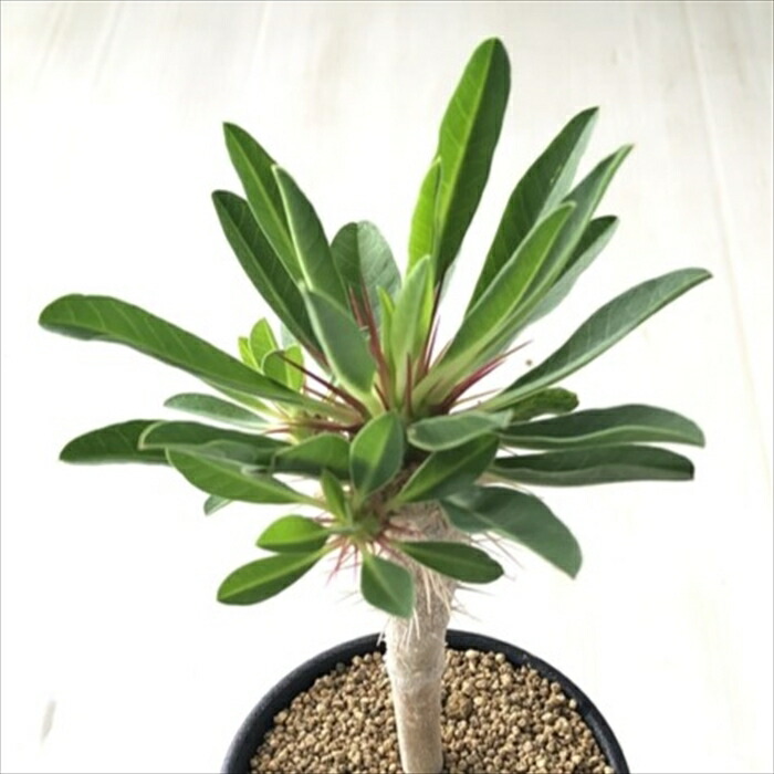 t*i様 【期間限定セール】ボスウェリア・ナナ（実生） 楽天市場】多肉植物 caボスウェリア ナナ 実生 1214-031 多肉植物