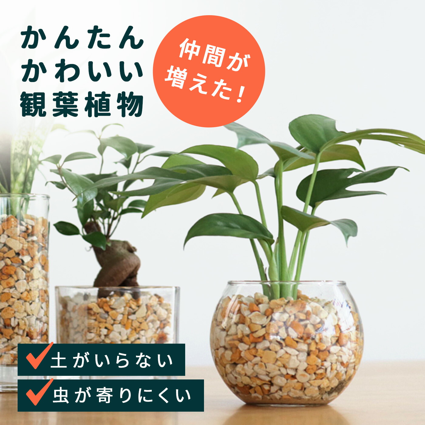 楽天市場】資 ゼオライト 600ml ハイドロカルチャー 植え替え用 用土 根腐れ防止剤 土を使わない 水耕栽培 観葉植物 小型 小さい 室内 贈り物  プレゼント インテリア おしゃれ : フラワーネット 日本花キ流通