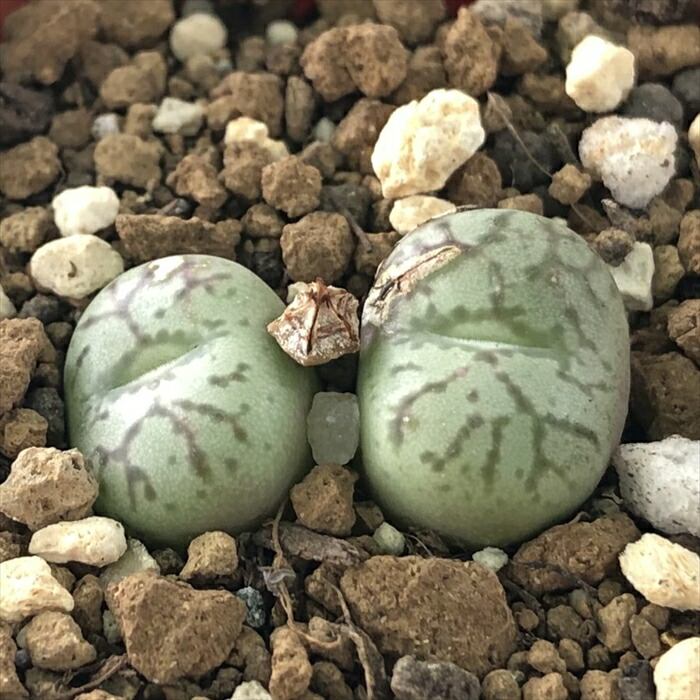 楽天市場】多肉植物 caコノフィツム カルキュルス 翡翠玉 多肉植物