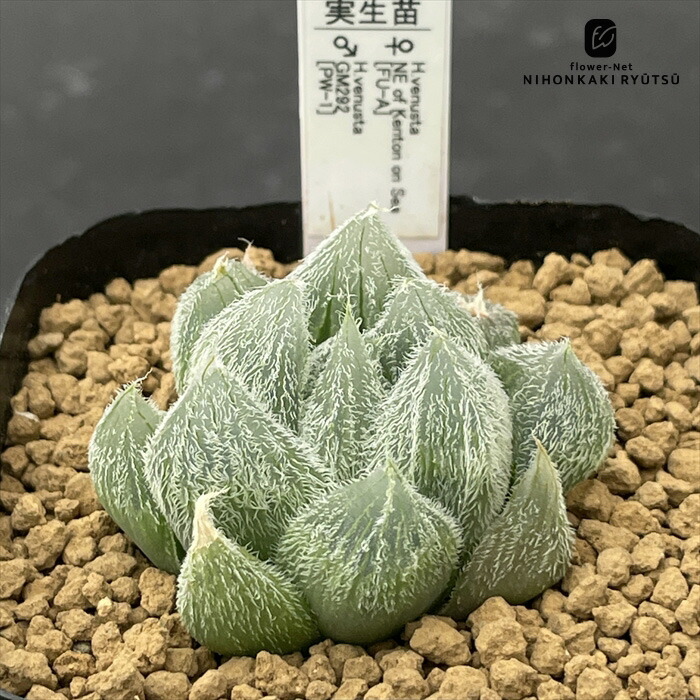 楽天市場】多肉植物 pnwハオルチア ベヌスタ特選交配 A オリジナル実生