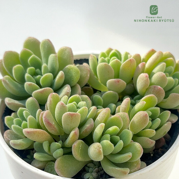 楽天市場】多肉植物 seセダム モリムラマンネングサ 7.5cmポット 多肉