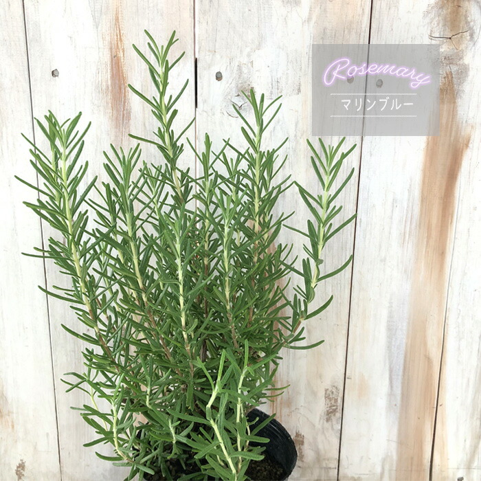 楽天市場】アロニア チョコレートベリー 10.5cmポット スーパーフード