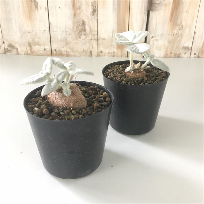 コーデックスセット売③ 塊根植物パキプス ギラウミニアナ ホリダ コーデックスセット売③ 塊根植物パキプス ギラウミニアナ ホリダ