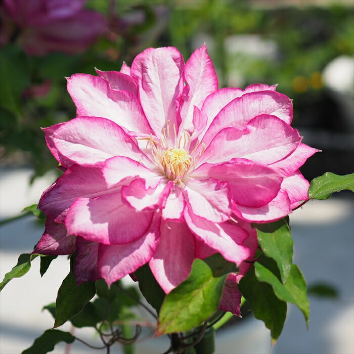 楽天市場】予約販売 クレマチス 苗 業平 パテンス系 落合さんの