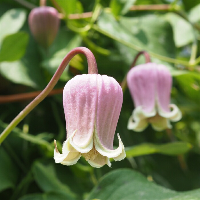 楽天市場】クレマチス 苗 雫 ヴィオルナ系 壺型 ベル型 2年生苗 4号鉢