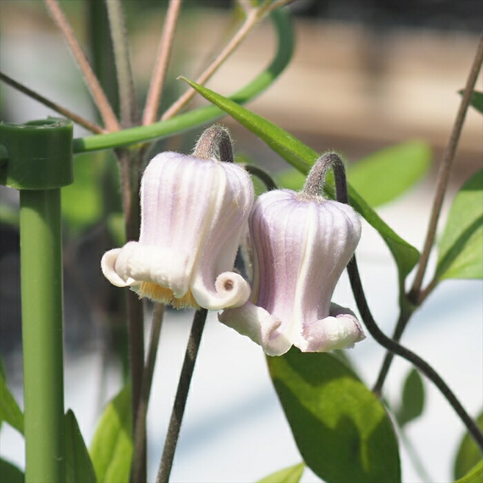 楽天市場】予約販売 クレマチス 苗 白磁 テキセンシス・ヴィオルナ系