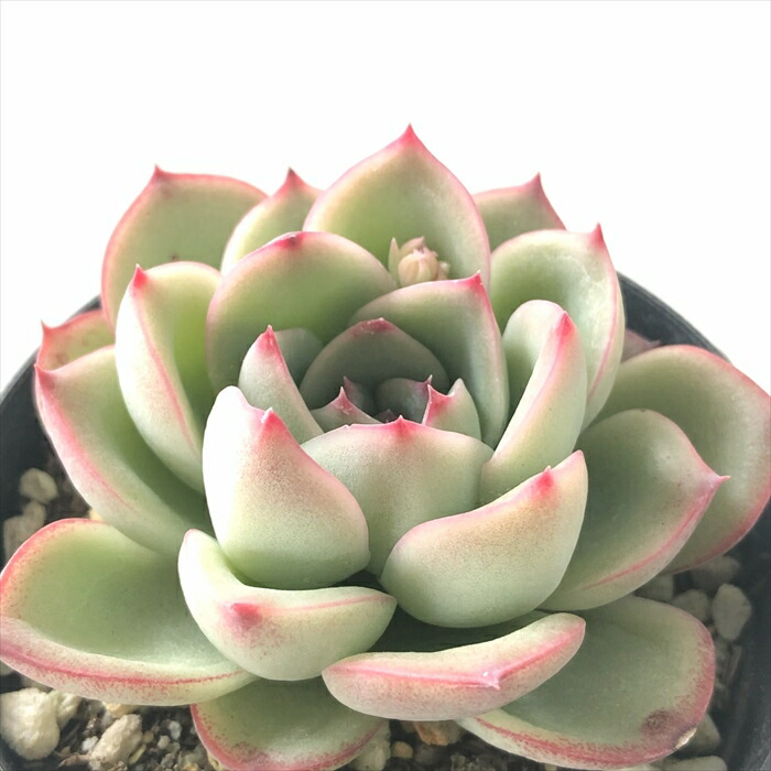 多肉植物　アンストーン Amazon.co.jp: アンストーン 多肉植物7.5㎝ポッ ト エケベリア 根付苗