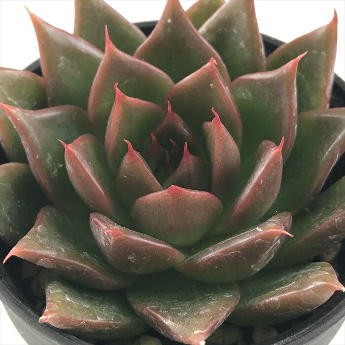 楽天市場】多肉植物 skエケベリア アンストーン 多肉植物 エケベリア