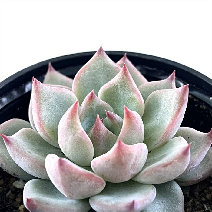 楽天市場】多肉植物 hmエケベリア センセプルプ 多肉植物 エケベリア