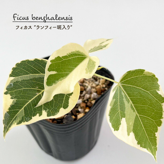 楽天市場】観葉植物 フィカス ランフィー 斑入り 9cmポット ルンフィー 送料無料 観葉植物 小型 小さい 室内 贈り物 プレゼント インテリア  おしゃれ ゴムの木 : フラワーネット 日本花キ流通