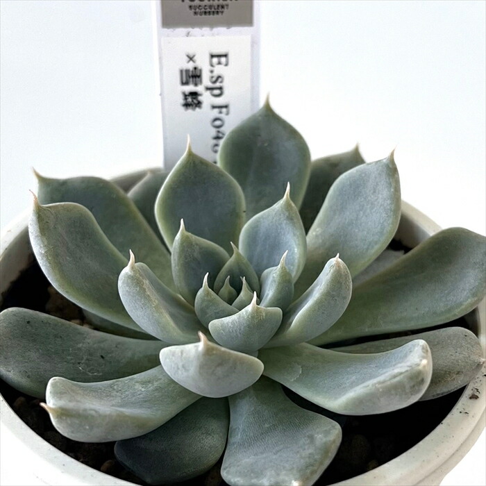 楽天市場】多肉植物 skエケベリア チェリープリンセス 多肉植物 楽天市場】多肉植物 skエケベリア チェリープリンセス 多肉植物