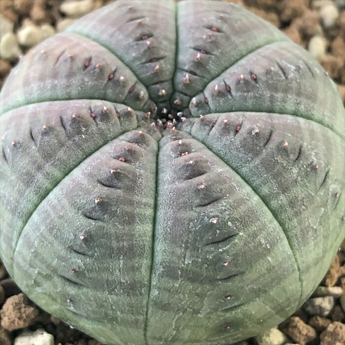 楽天市場】多肉植物 sdアデニア グラウカ 実生 多肉植物 塊根植物