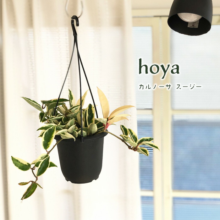 楽天市場】観葉植物 ホヤ カルノーサ クリンクルエイト 10.5cm