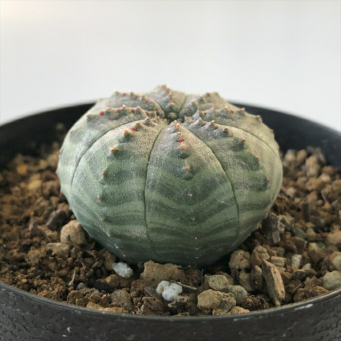 コミュフォラ　アフリカーナ 楽天市場】多肉植物 caコミフォラ アフリカーナ 現品販売 1026-01 8号