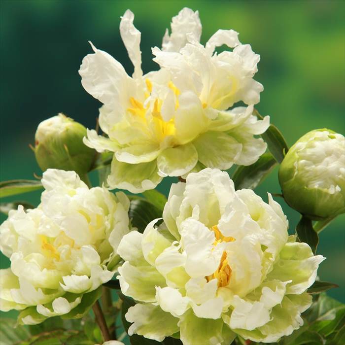 芍薬苗8株(球根のみ) 楽天市場】秋植え球根 芍薬 8〜9芽つき 超特大株 しゃくやく