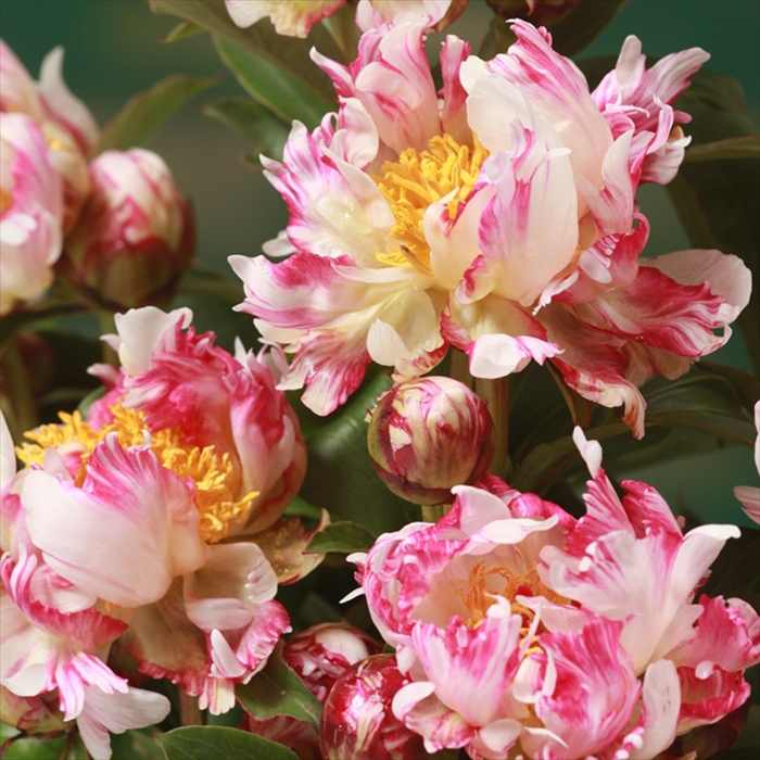 芍薬苗8株(球根のみ) 楽天市場】秋植え球根 芍薬 8〜9芽つき 超特大株 しゃくやく