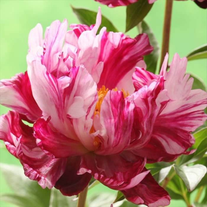 芍薬苗8株(球根のみ) 楽天市場】秋植え球根 芍薬 8〜9芽つき 超特大株 しゃくやく